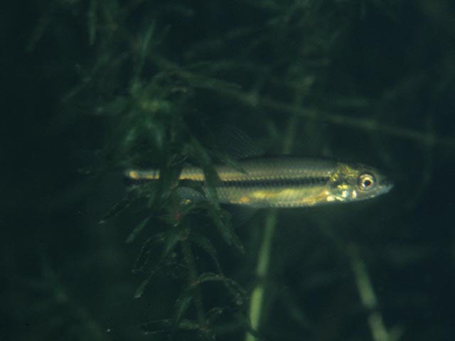 Sarcocheilichthys variegatus